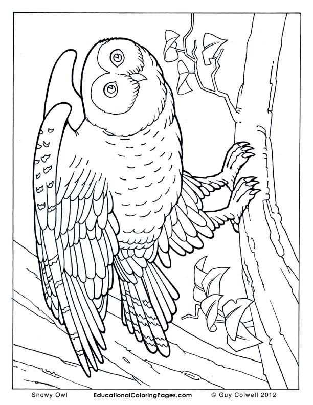animals coloring pages to print | Animal Coloring Pages for Kids