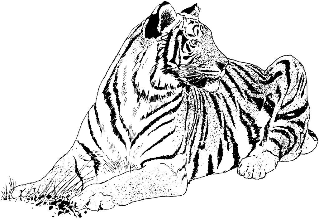 Tiger Coloring Pages - Free Coloring Pages For KidsFree Coloring