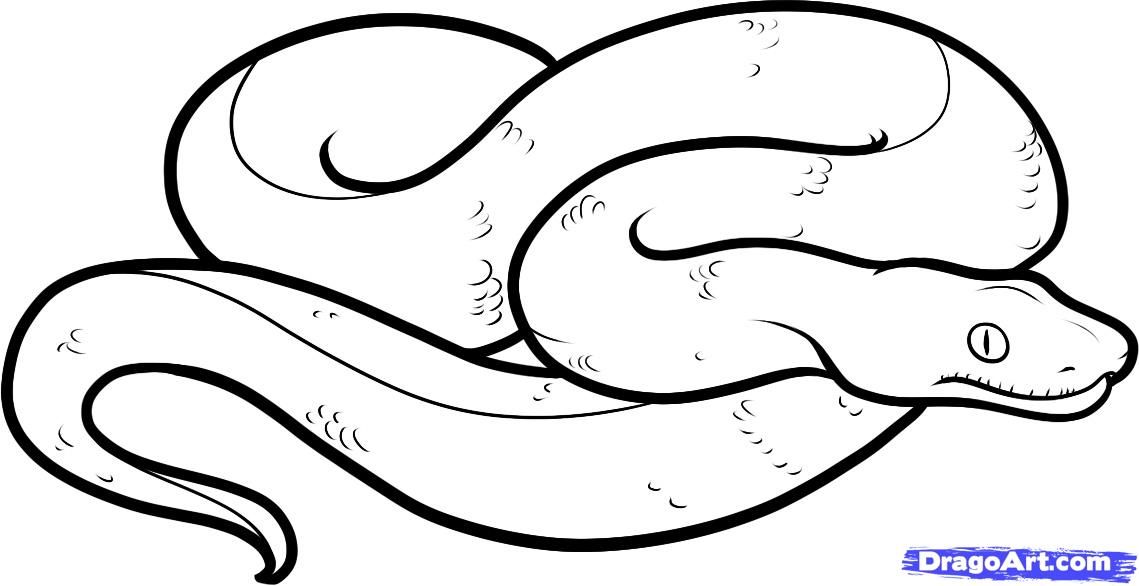 How to Draw a Boa Constrictor, Step by Step, Snakes, Animals, FREE