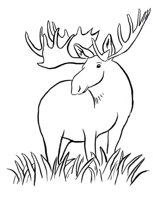 Moose coloring pages for kids | Coloring Pages