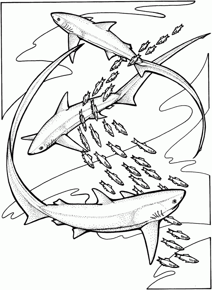 Sharks Coloring Pages | 99coloring.com