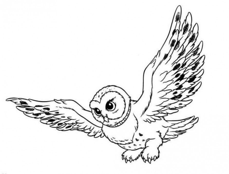 Download Snowy Owl Coloring Pages For Kids Or Print Snowy Owl