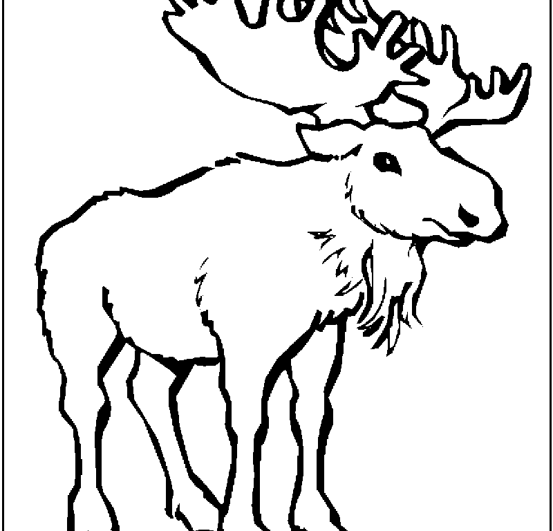 Realistic Moose Coloring Pages - Kids Colouring Pages