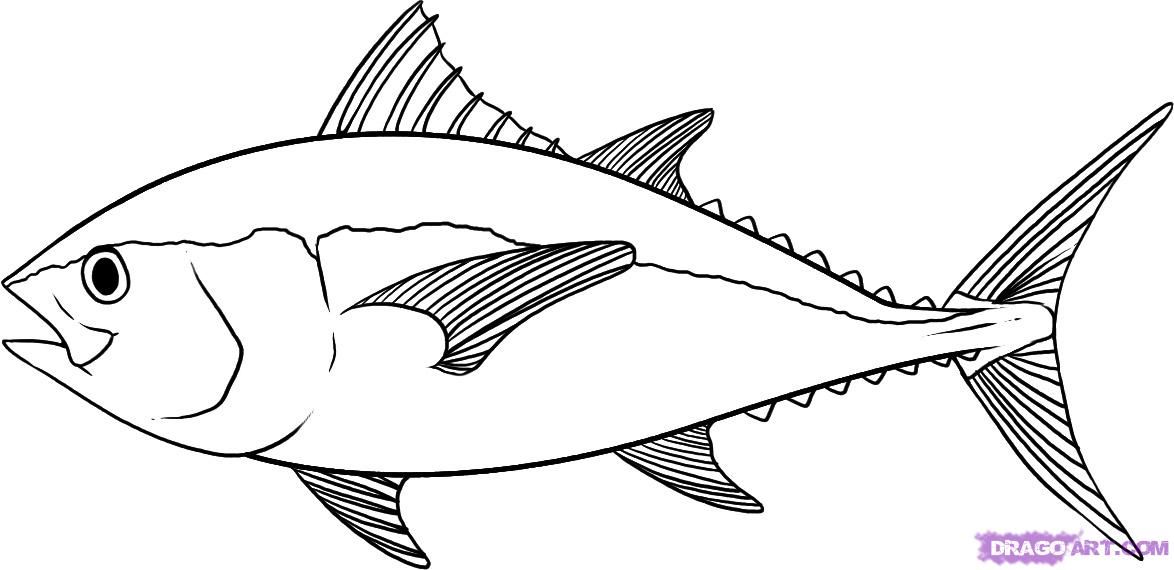 How to Draw a Tuna, Step by Step, Fish, Animals, FREE Online