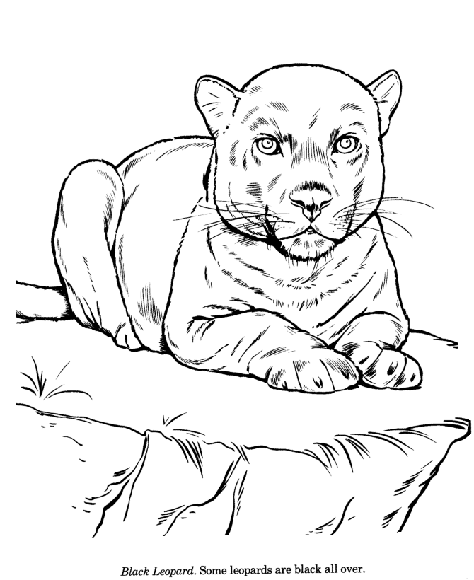 Animal Drawings Coloring Pages | Black Leopard animal