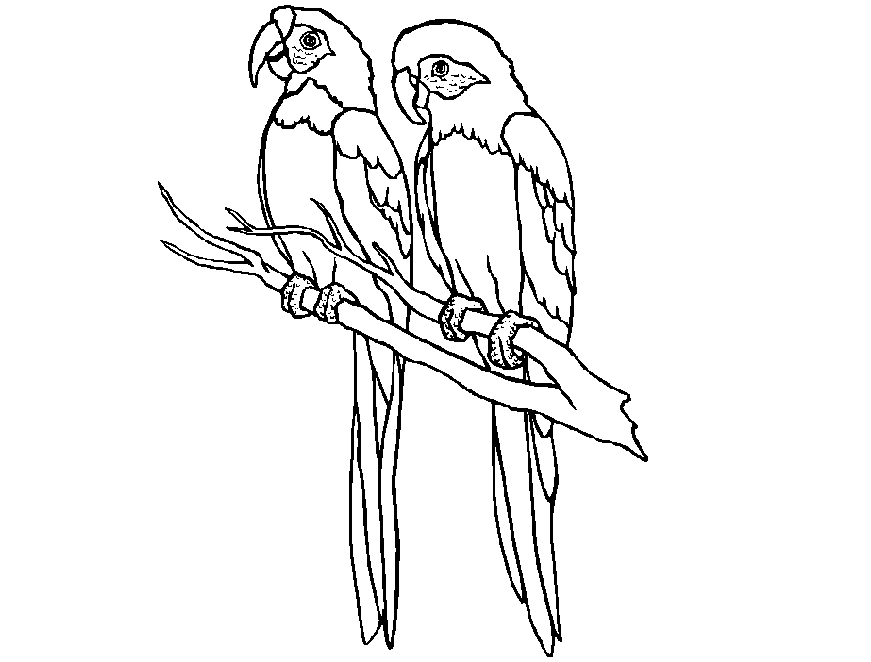 Colour Drawing Free Wallpaper: Parrots Coloring Drawing Free wallpaper