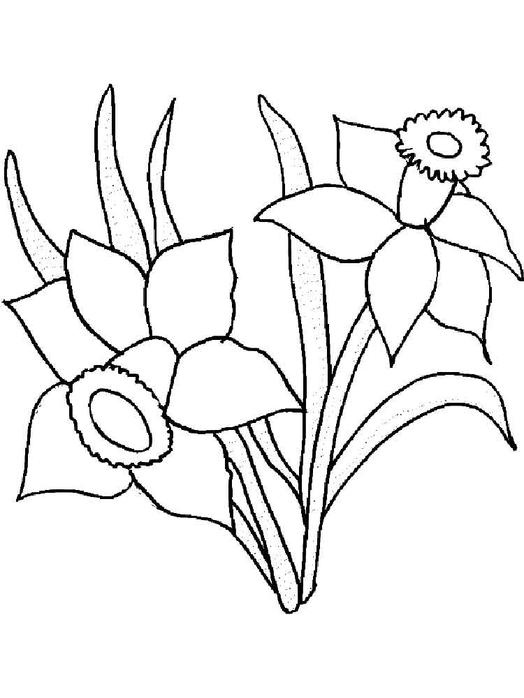 coloring pages daffodils. daffodil or narcissus spring flowers ...