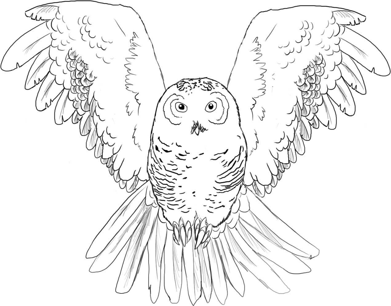 Baby Owl - Coloring Pages for Kids and for Adults