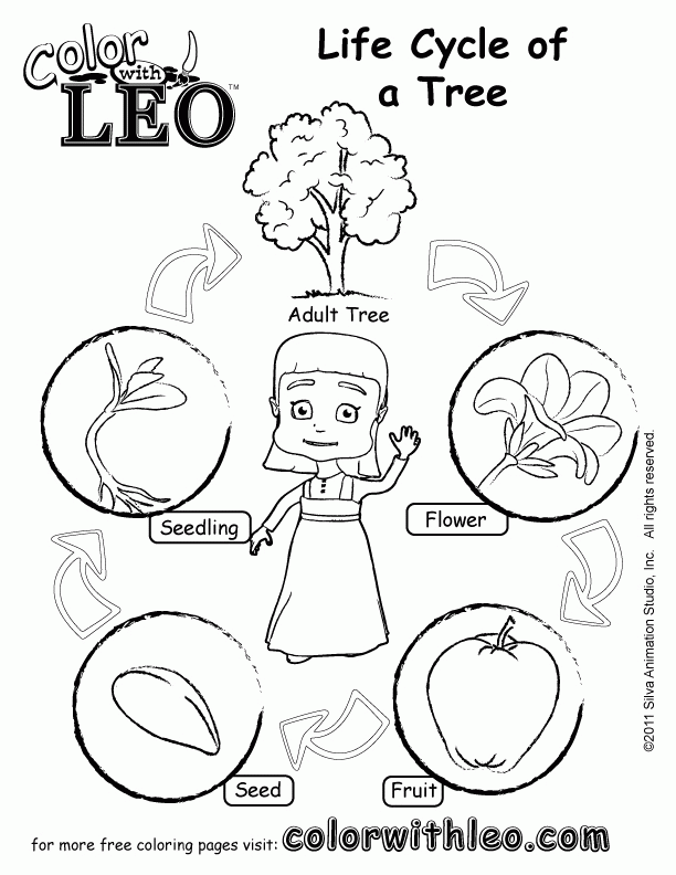 Free Life Cycle Of A Plant Coloring Page, Download Free Clip Art ...