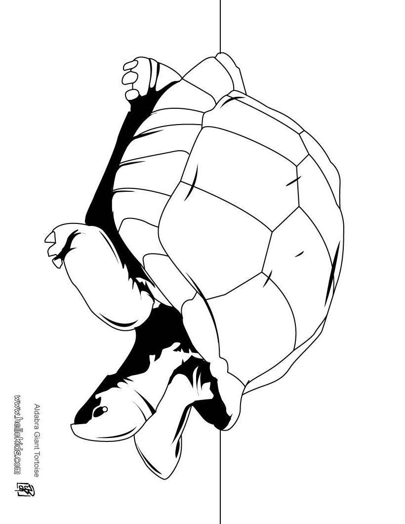 TORTOISE coloring pages - Big Tortoise