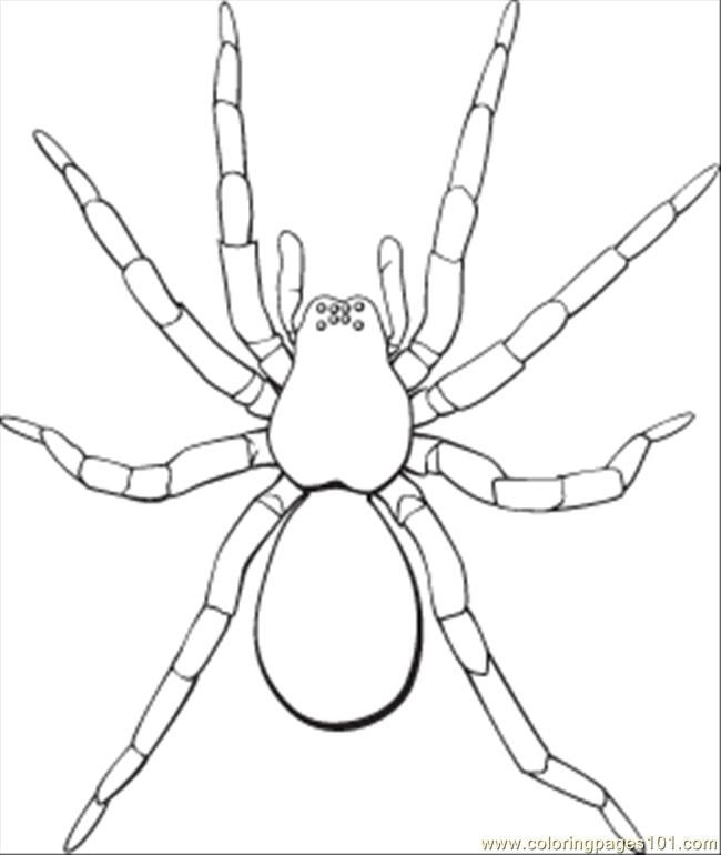 lady spider Colouring Pages (page 2)