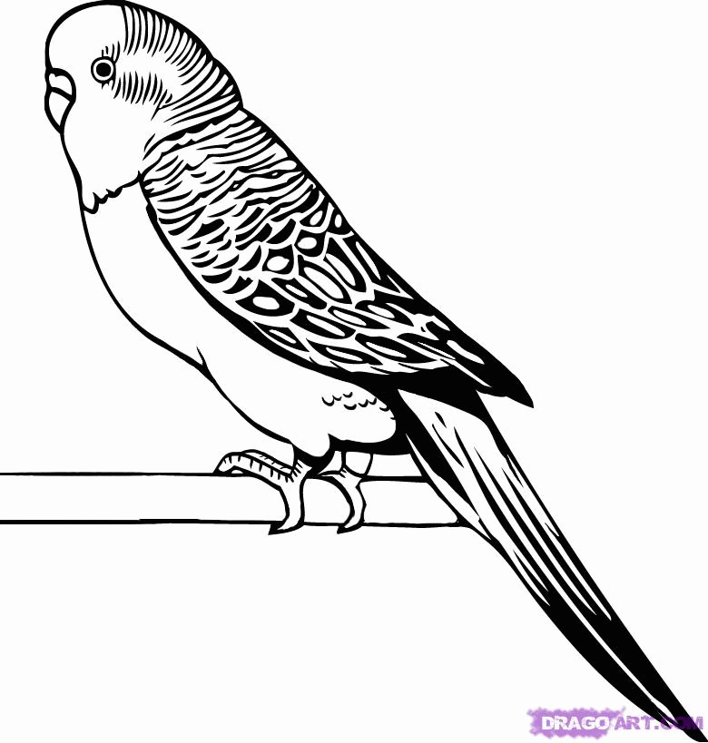 How to Draw a Parakeet, Step by Step, Birds, Animals, FREE Online