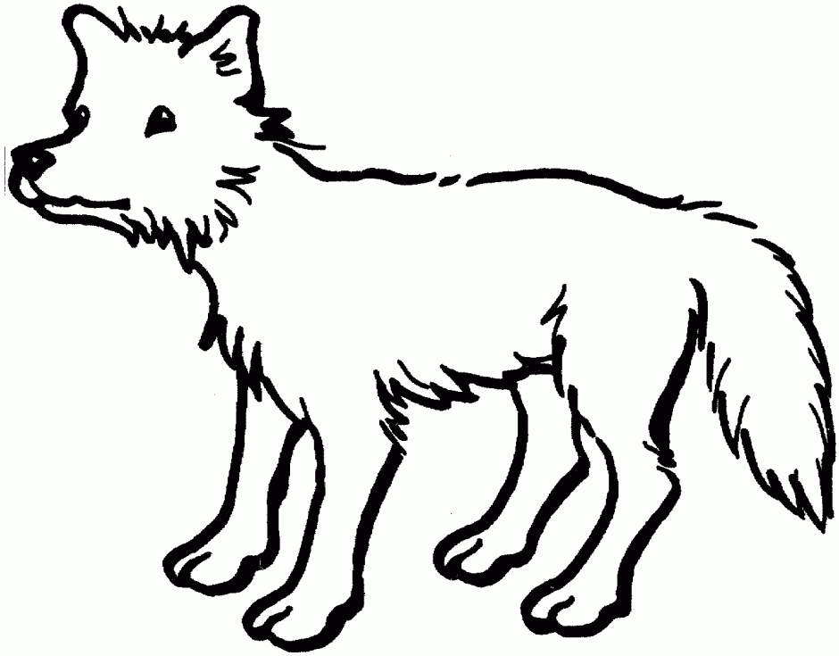 Drawing Of Coyotes For Kids With Coloring Drawing And Coloring