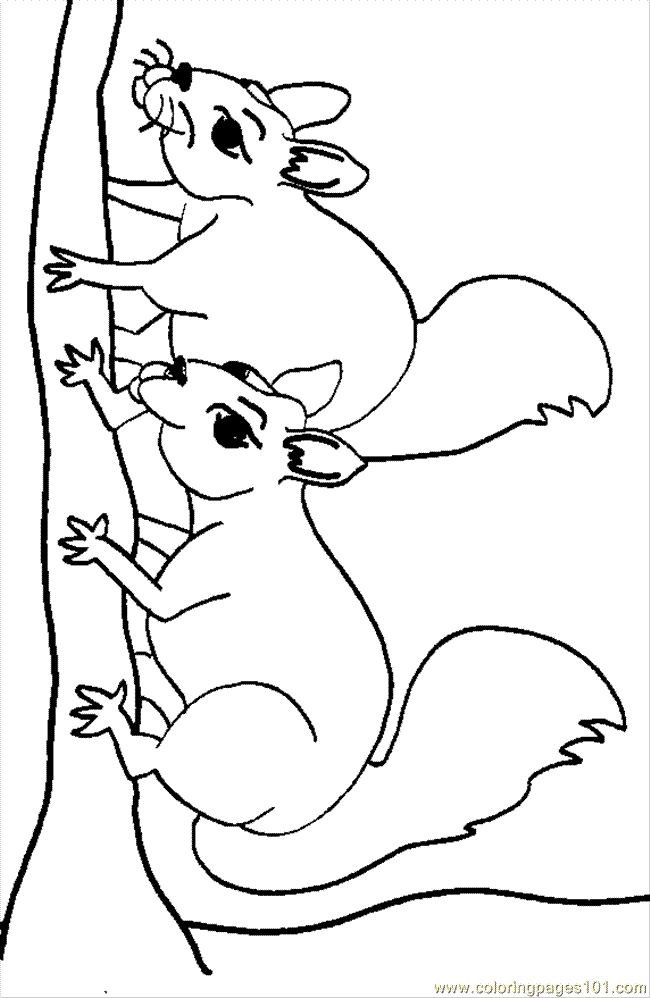 Squirrel Coloring