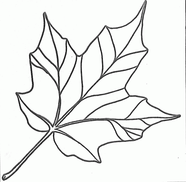 maple leaf coloring pages pictures