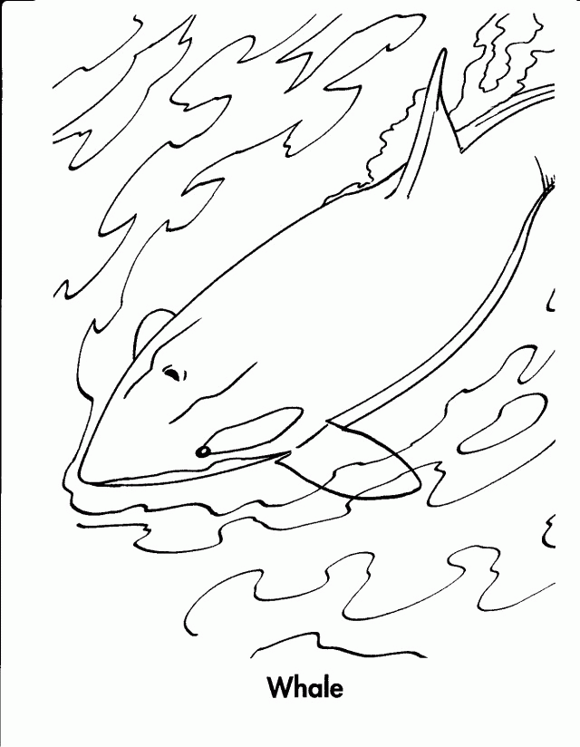 Orca Whale Shamu Coloring Page 274331 Shamu Coloring Pages