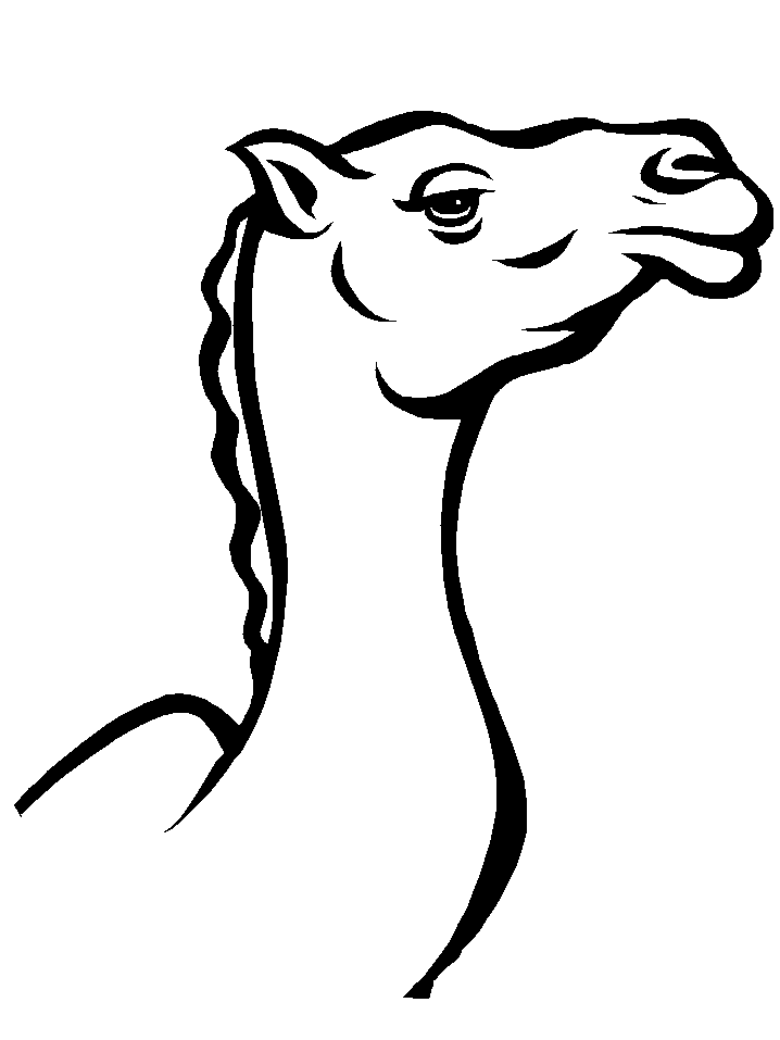 Color Camel