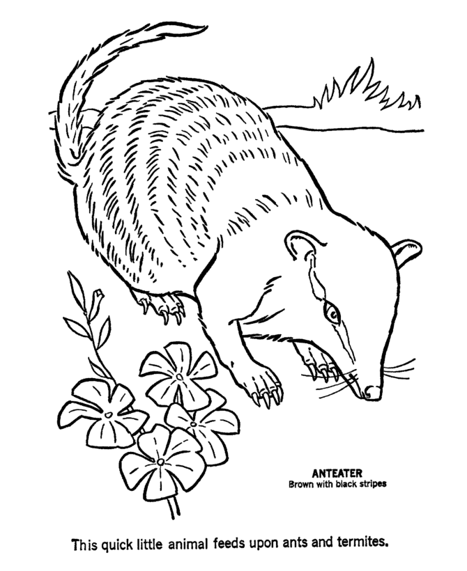 Aardvark Coloring Pages | Ant Eater Coloring Page and Kids