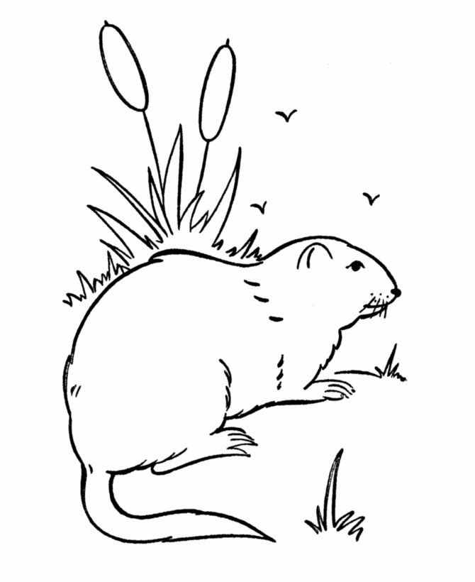 Wild Animal Coloring Pages | Wild Groundhog Coloring Page and Kids