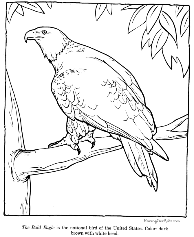 Bald Eagle coloring pictures and sheets
