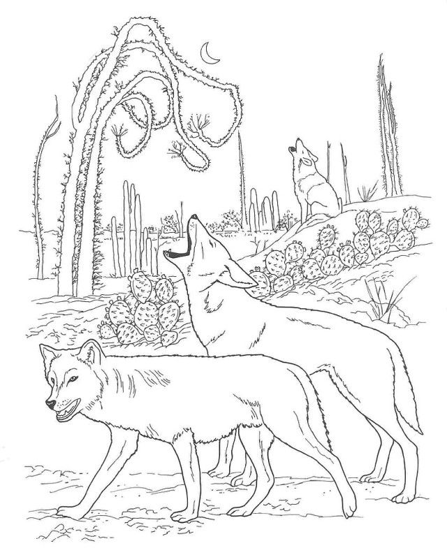 Free Desert Animals Coloring Pages Coyote Wallpaper | ViolasGallery.