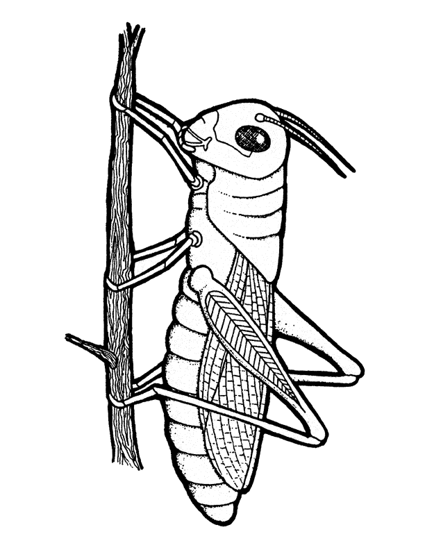 Grasshopper Drawing Outline Images & Pictures - Becuo