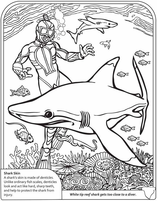 Shark printable coloring pages! | coloring pages - boys