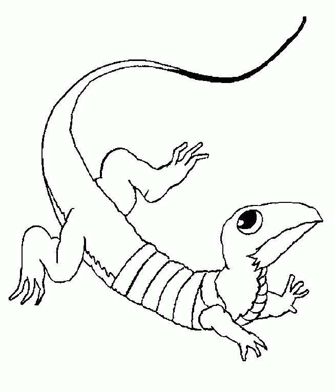 Lizard-Coloring-Pages-FreeFree coloring pages for kids | Free