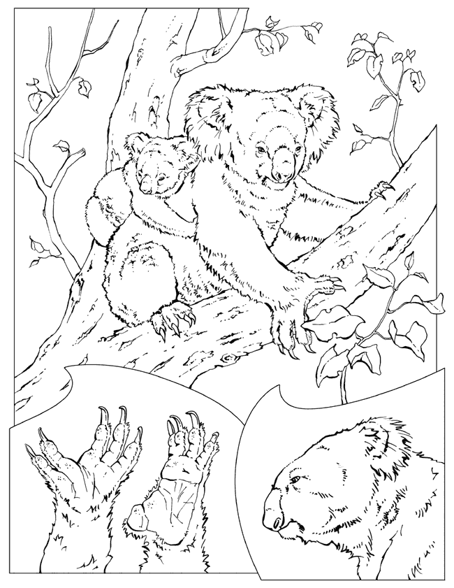 Koala On The Tree Coloring Pages : New Coloring Pages