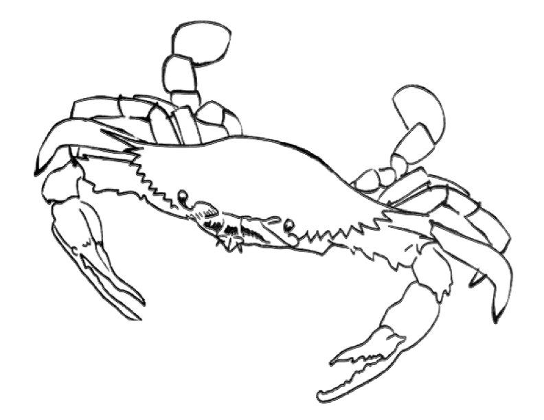 Hermit Crab Coloring Page - Free Coloring Pages For KidsFree