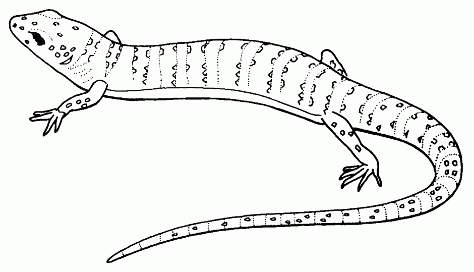 Pascal Coloring Pages Pascal The Chameleon Coloring Pages Kids