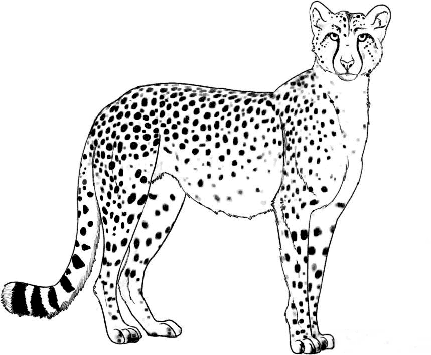 Cheetah Coloring Page Images & Pictures - Becuo