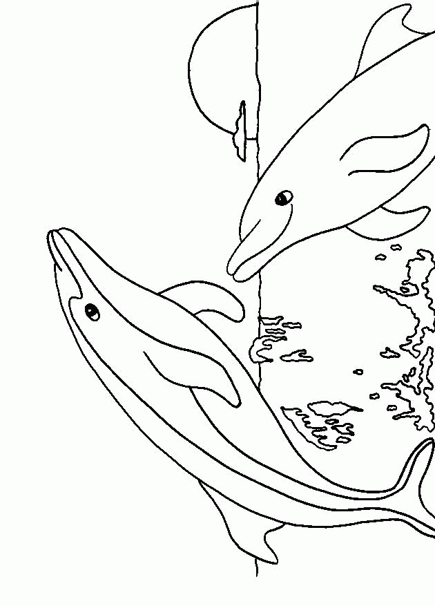 Dolphin coloring paper