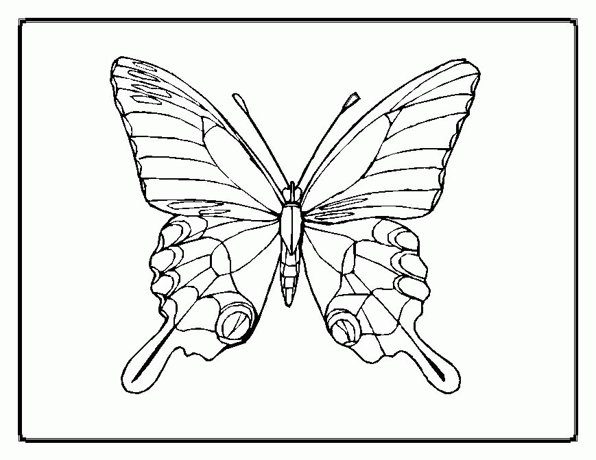 butterfly outline coloring page : Printable Coloring Sheet ~ Anbu