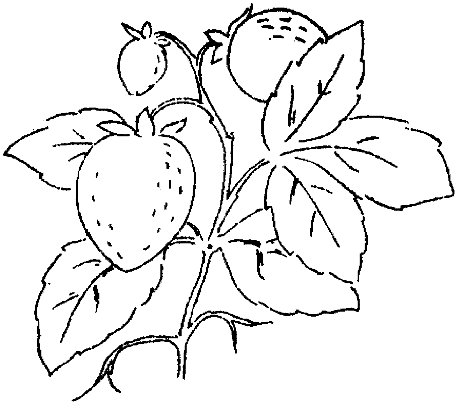 Strawberry 15 Coloring Pages | Free Printable Coloring Pages