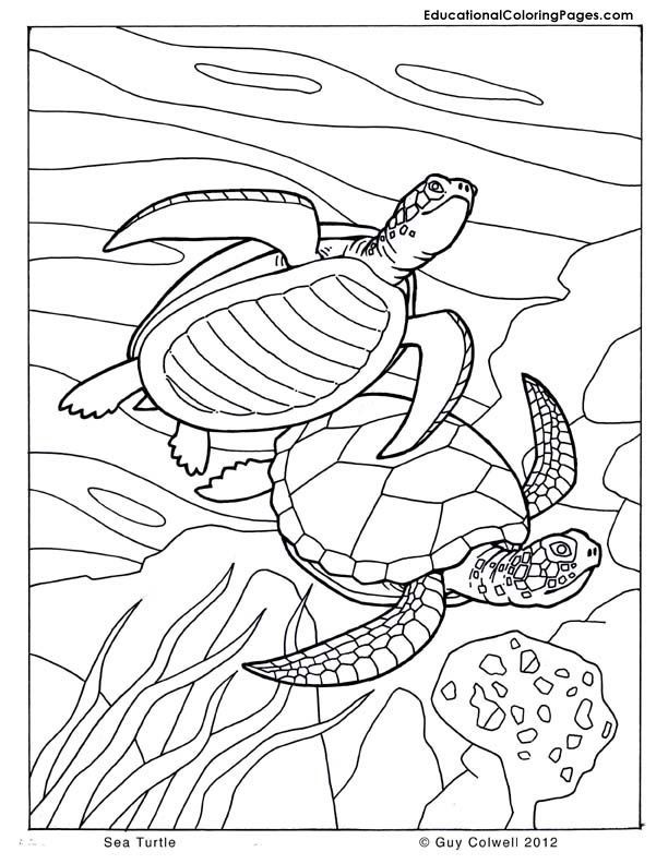 turtle coloring | kleurplaten