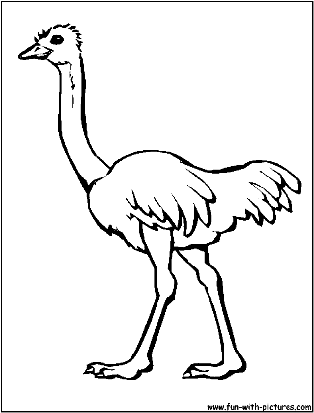 Images For Gt Ostrich Coloring Page 282756 Ostrich Coloring Page