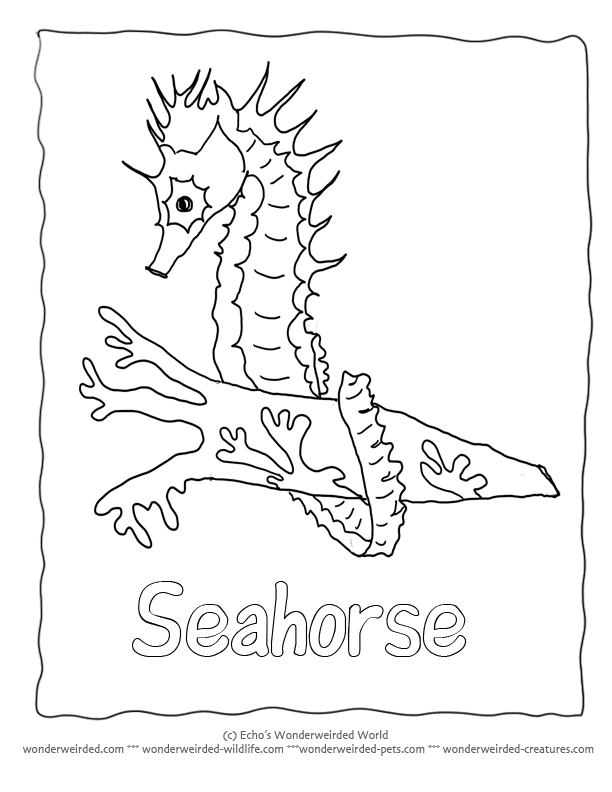 Seahorse Coloring Page, Free Seahorse Coloring Sheet & Seahorse