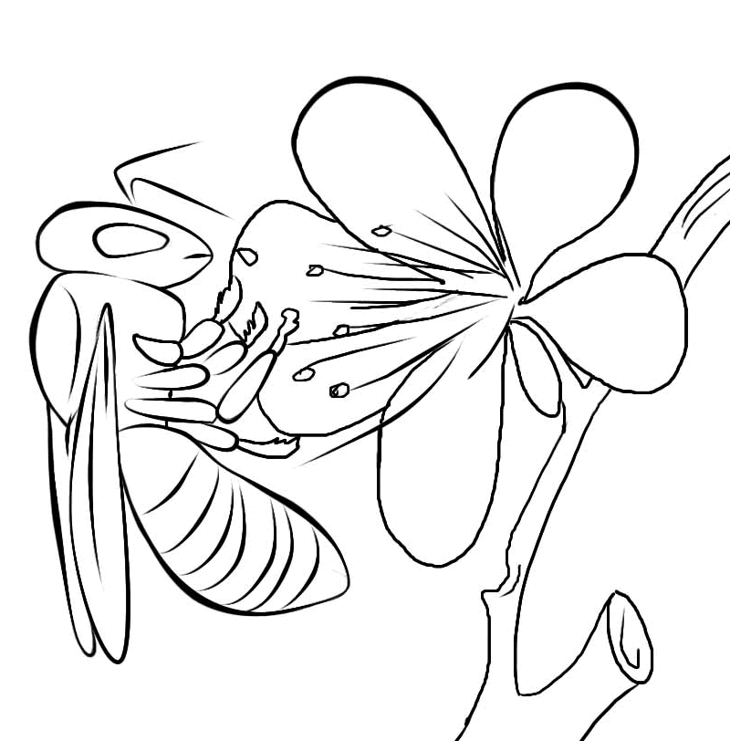 Bug Museum - Bug Coloring Pages - Bee (5)
