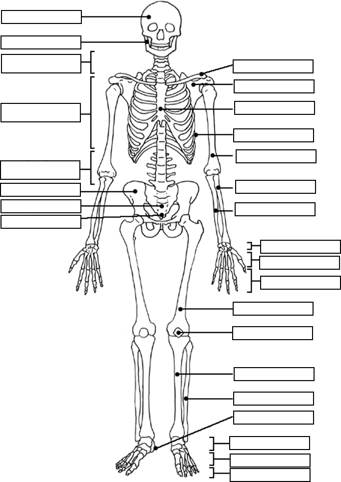 Muscular System Coloring Pages | Medical Anatomy