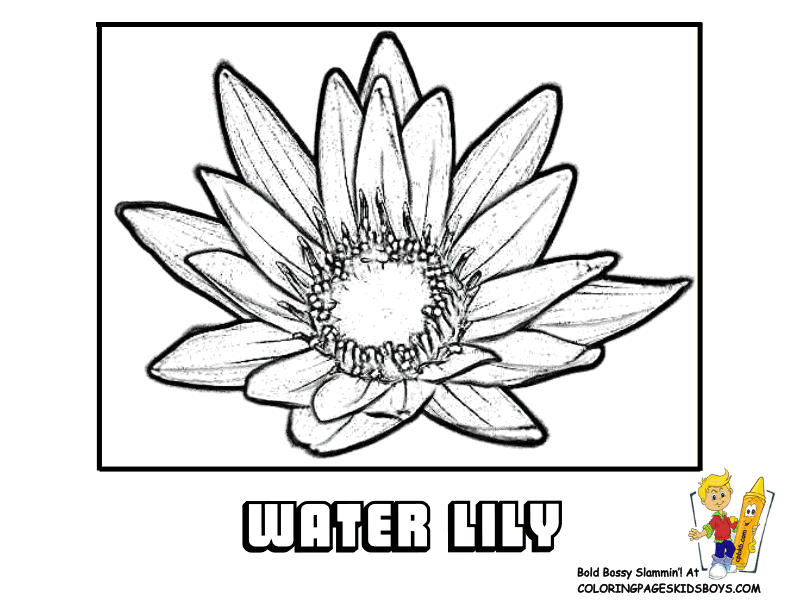Coloring Flower Picture | Lily | Free | Flower Coloring Page