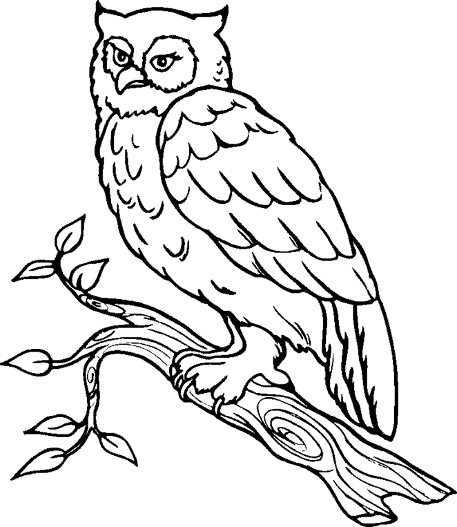 Owl Coloring Pages Snowy Owl Color Page Animal Coloring Pages