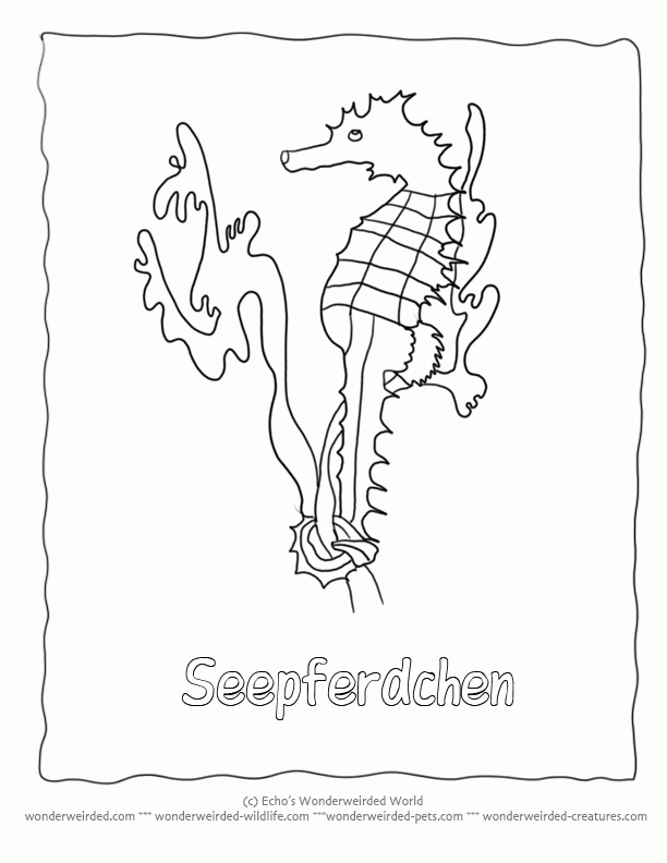 Free Seahorse Coloring Sheet Collection of Seahorse Pictures to Color