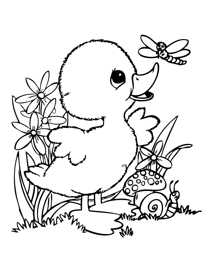 Baby Duck Coloring Page Images & Pictures - Becuo