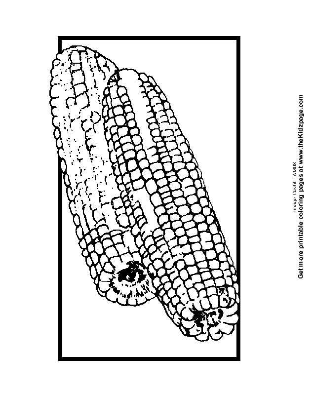 Cobs of Corn - Free Coloring Pages for Kids - Printable Colouring