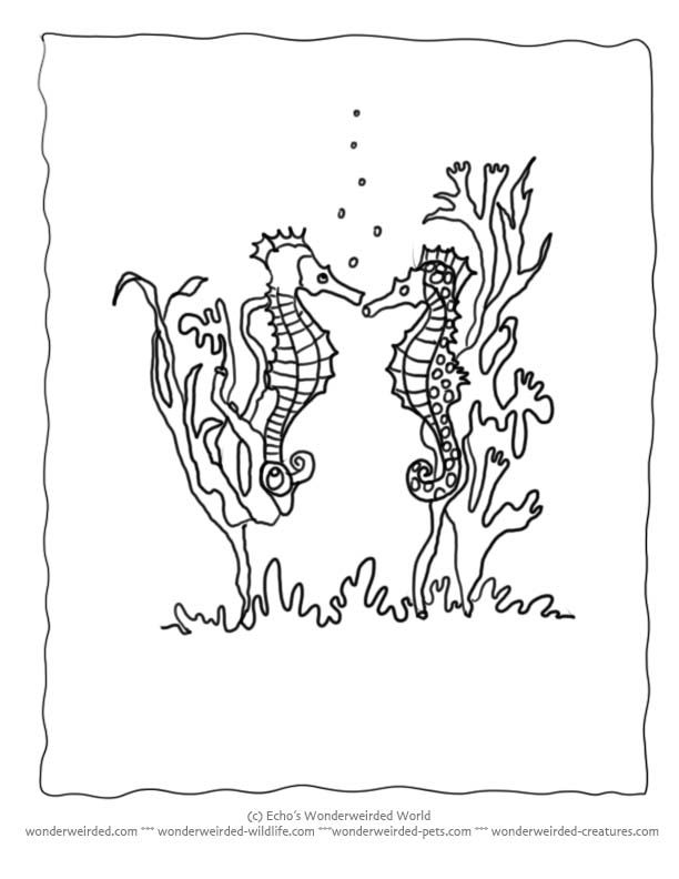 Seahorse Coloring Pages Ocean, Collection of Seahorse Pictures to