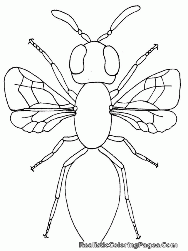 Free Printable Insect Coloring Pages For Kids High Definition