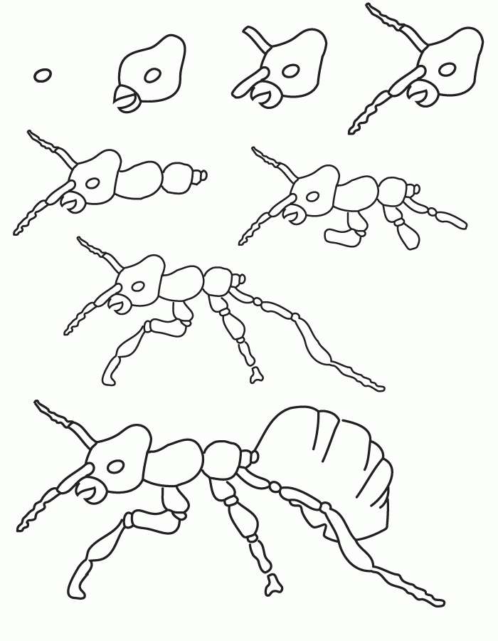 Drawing ant