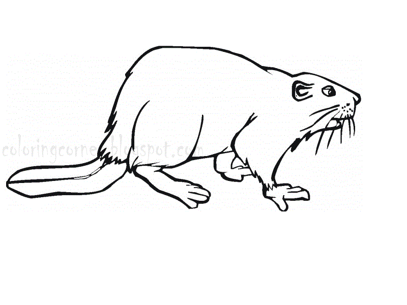 Beaver Coloring Pages ~ Printable Coloring Pages