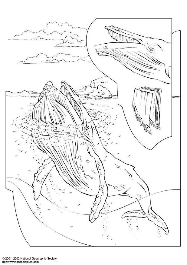 Coloring page humpback whale - img 3058.